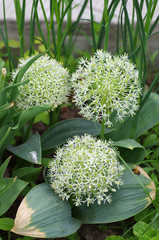 Flowering allium