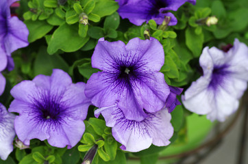 Flowering petunia in pot