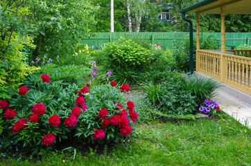 Burgundy peonies on the background of a garden gazebo