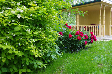 Burgundy peonies on the background of a garden gazebo