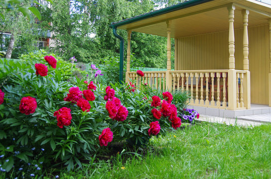 Fototapeta Burgundy peonies on the background of a garden gazebo