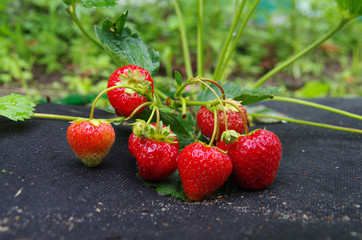 planting strawberry under the black covering material