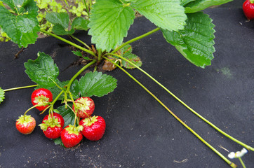 planting strawberry under the black covering material