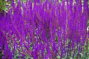 Purple  garden sage