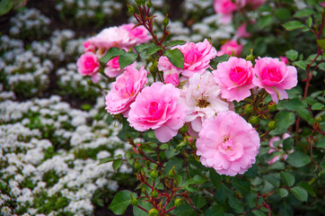 Purple rose in the garden
