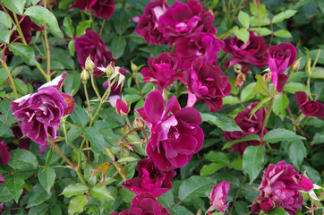 Purple rose in the garden