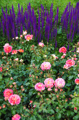 Purple rose and sage in the garden