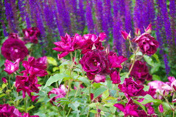 Purple rose and sage in the garden