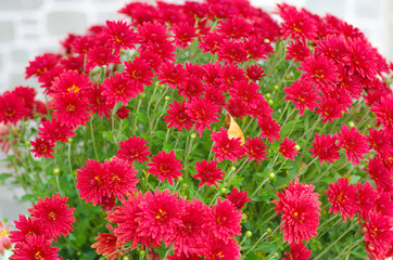 Herbal background from the flowers of chrysanthemums