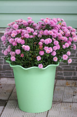 Flowering chrysanthemums in a pot