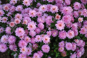 Herbal background from the flowers of chrysanthemums