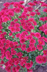 Herbal background from the flowers of chrysanthemums