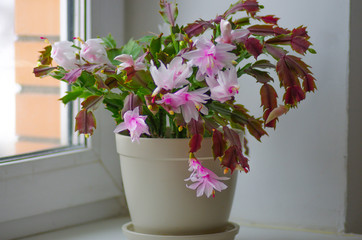 Decembrist blooming on the window