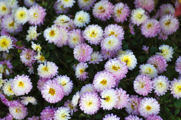 Herbal background from the flowers of chrysanthemums