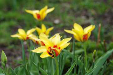 Tulips in spring garden