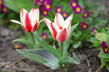 Tulips in spring garden