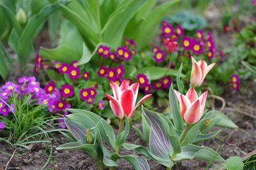 Fototapeta premium Tulips in spring garden