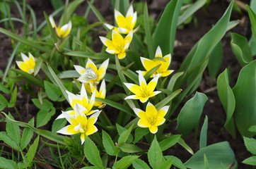 Tulips in spring garden