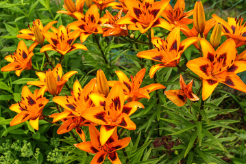 Lilium in the garden