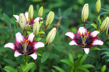 Lilium in the garden