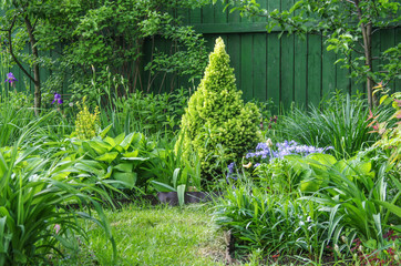 Part of the garden with hosts and Konica spruce