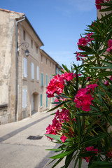 Pretty pink flowers in Venasque, Provence, France