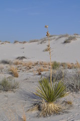 Yucca dans White Sands, Alamogordo, Nouveau-Mexique - 212311447