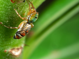 Macro Photo of Colorful Jumping Spider on Trunk of Little Plant