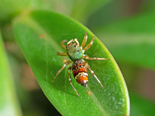 Fototapeta premium Macro Photo of Colorful Jumping Spider on Green Leaf