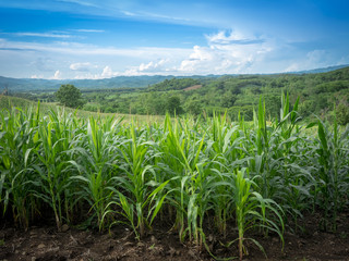corn field