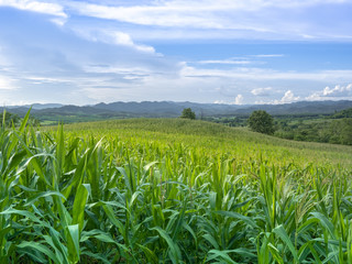 corn field