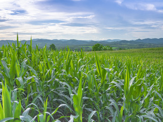 corn field