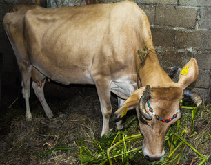 Büyükbaş hayvan besleme ve  bakımı