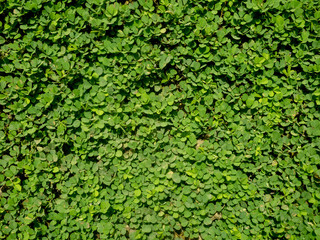 texture of a green leaves background