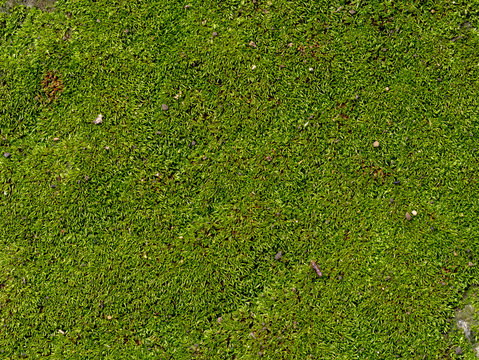 texture of mos on the stone for background