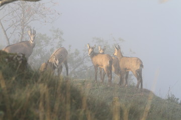 Jeunes chamois (Jura)