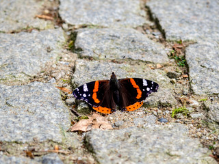 Schmetterling auf Steinen