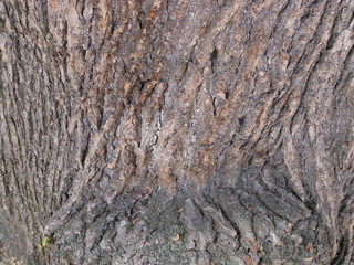 Ausschnitt aus einer zerfurchten Baumrinde.