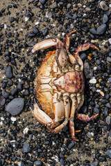 Dead crab in a rocky and sandy beach
