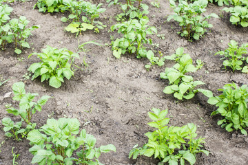 young potato field, top view