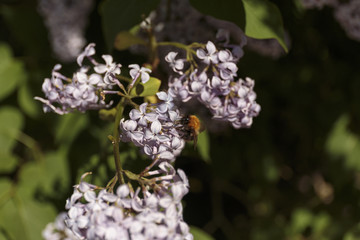 Shaggy bumblebee gathering pollen on large pink lilac flower.