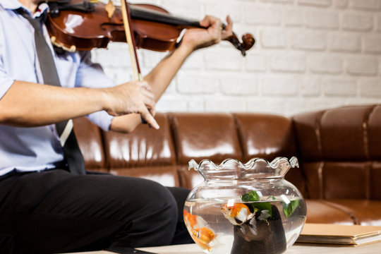 business man music passion relax time play music by violin in living room with goldfish 