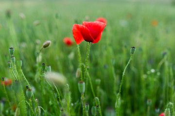 Obraz premium Red poppies in a green field covered with evening light