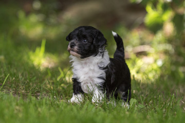 havanese puppy dog