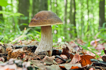 Edible brown mushroom - Leccinum scabrum
