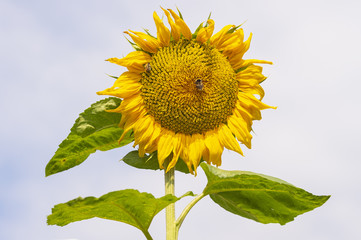 Sunflower head with bumblebees