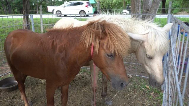 Cute pony in the field,Little horse
