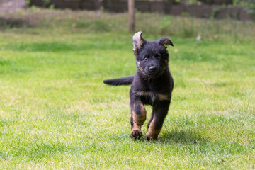 german shepherd puppy
