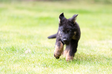german shepherd puppy