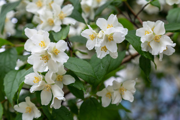 jasmine